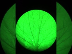 야간 시력 효과